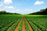 اجرای سیستم‌های نوین آبیاری و اصلاح الگوی کشت نجات بخش صنعت کشاورزی