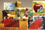 صادرات ۷۵ قلم محصولات کشاورزی استان همدان در ۹ماهه سال جاری