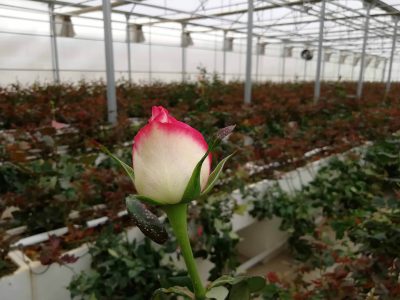 تولید سالیانه ۲٫۵ میلیون گل‌های شاخه بریده در استان همدان