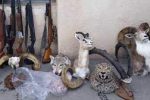 دستگیری شکارچی متخلف همراه با حیوانات تاکسیدرمی شده در اسدآباد