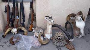 دستگیری شکارچی متخلف همراه با حیوانات تاکسیدرمی شده در اسدآباد