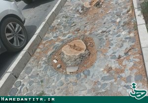 سازمان فضای سبز شهرداری درختان خشک و خطرزا را قطع می‌کند