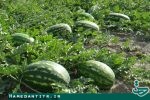جهاد کشاورزی همدان از کشت محصول هندوانه حمایت نمی‌کند