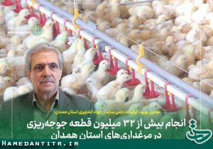 انجام بیش از ۳۲ میلیون قطعه جوجه‌ریزی در مرغداری‌های استان همدان